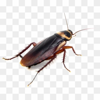 Detail Roach Png Nomer 7