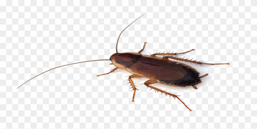 Detail Roach Png Nomer 8
