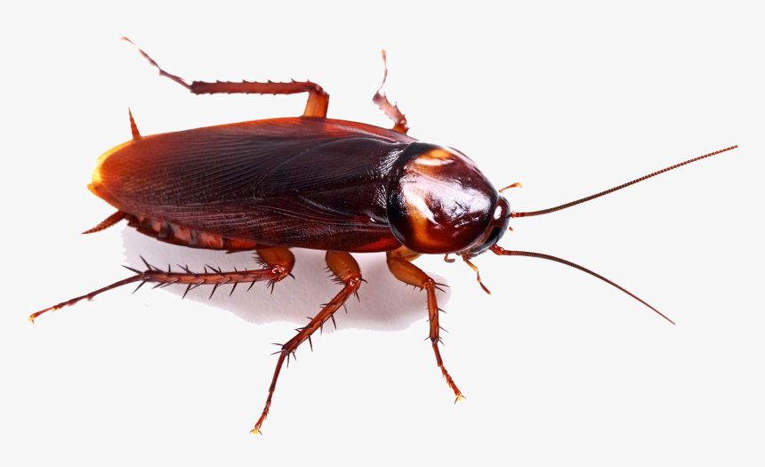 Detail Roach Png Nomer 9