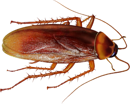 Detail Roach Png Nomer 10