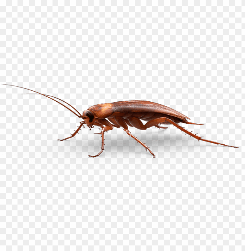 Detail Roach Transparent Nomer 10