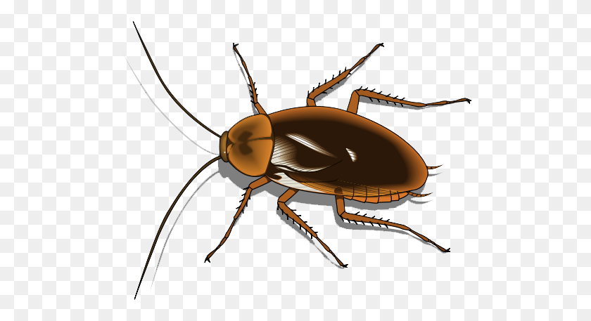 Detail Roach Transparent Nomer 11