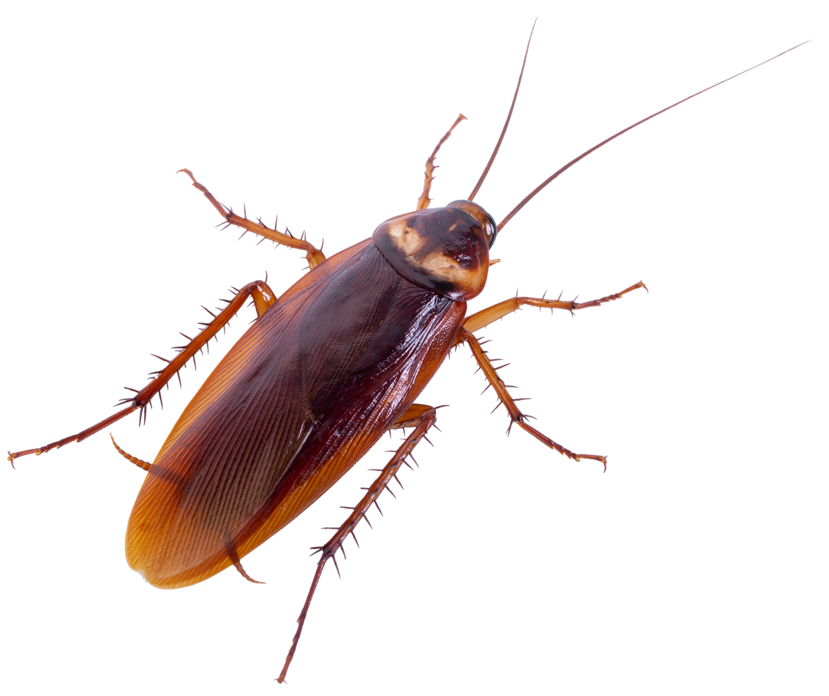 Detail Roach Transparent Nomer 12