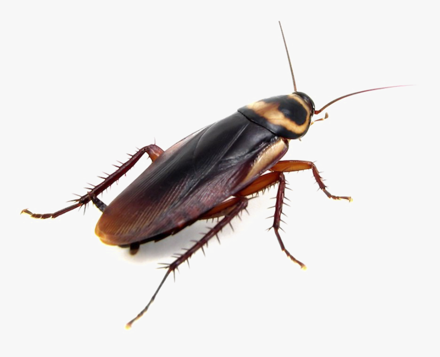 Detail Roach Transparent Nomer 13
