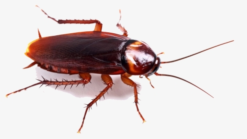 Detail Roach Transparent Nomer 14