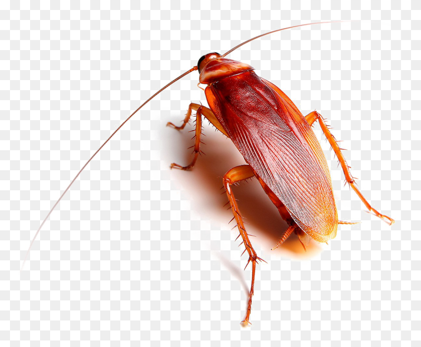 Detail Roach Transparent Nomer 15