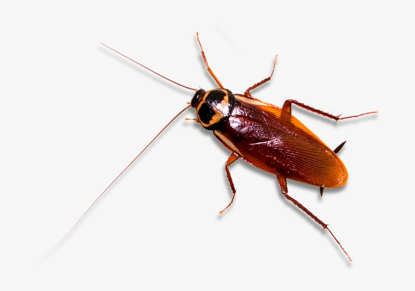 Detail Roach Transparent Nomer 18