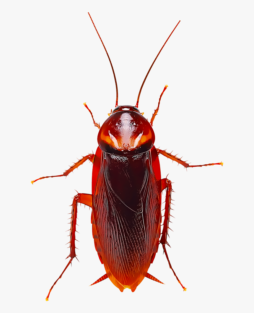 Detail Roach Transparent Nomer 19