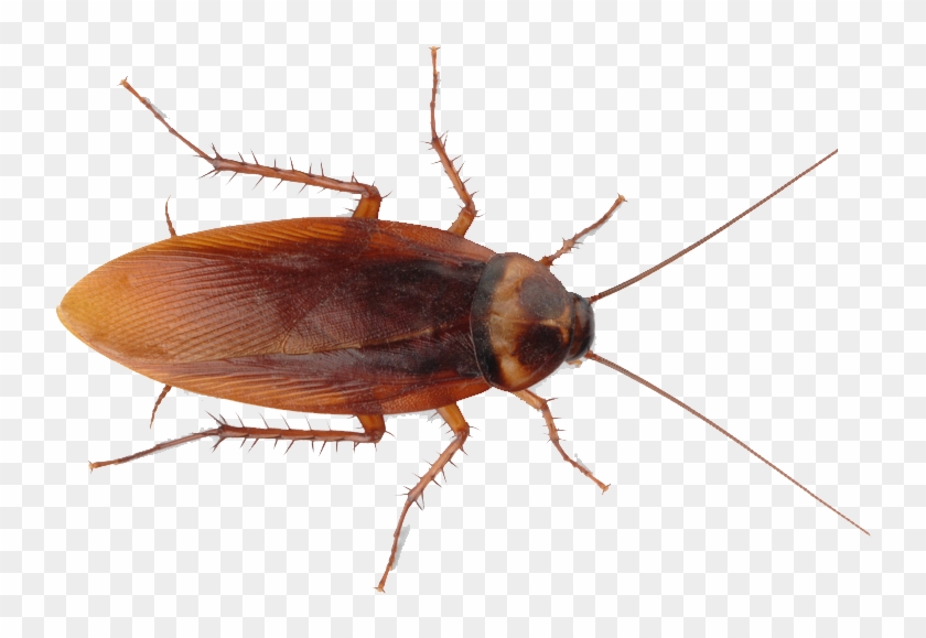 Detail Roach Transparent Nomer 2