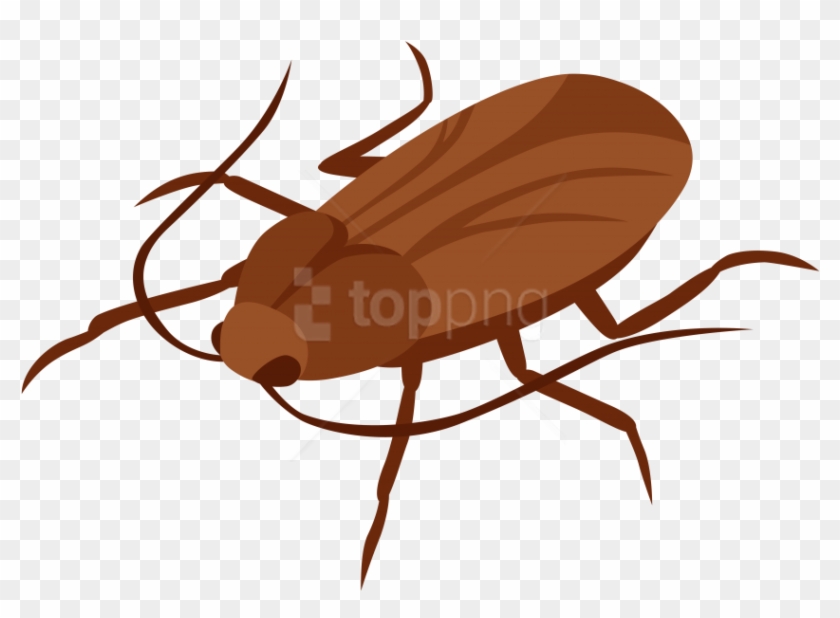 Detail Roach Transparent Nomer 20