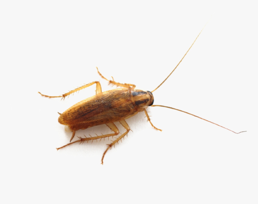Detail Roach Transparent Nomer 24