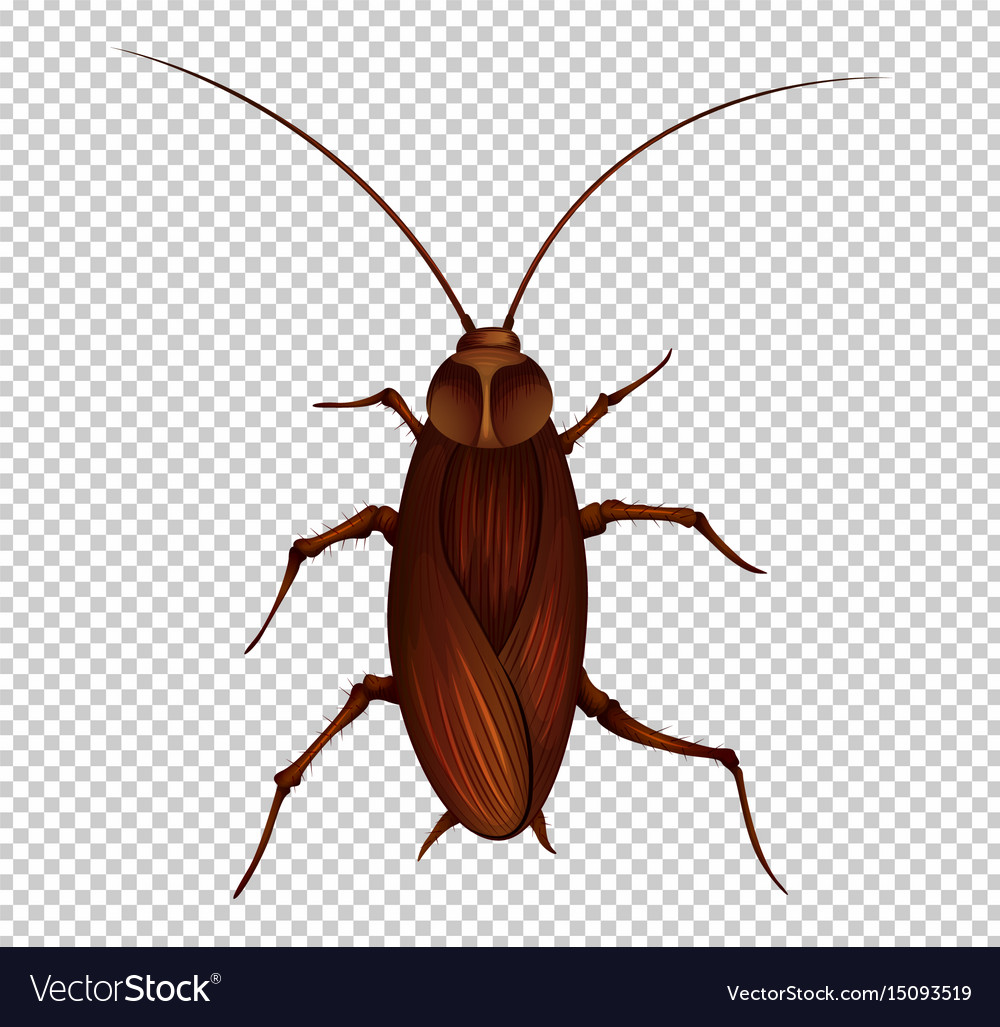 Detail Roach Transparent Nomer 25
