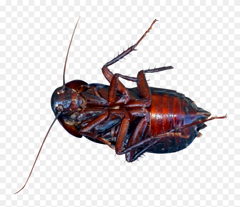 Detail Roach Transparent Nomer 26