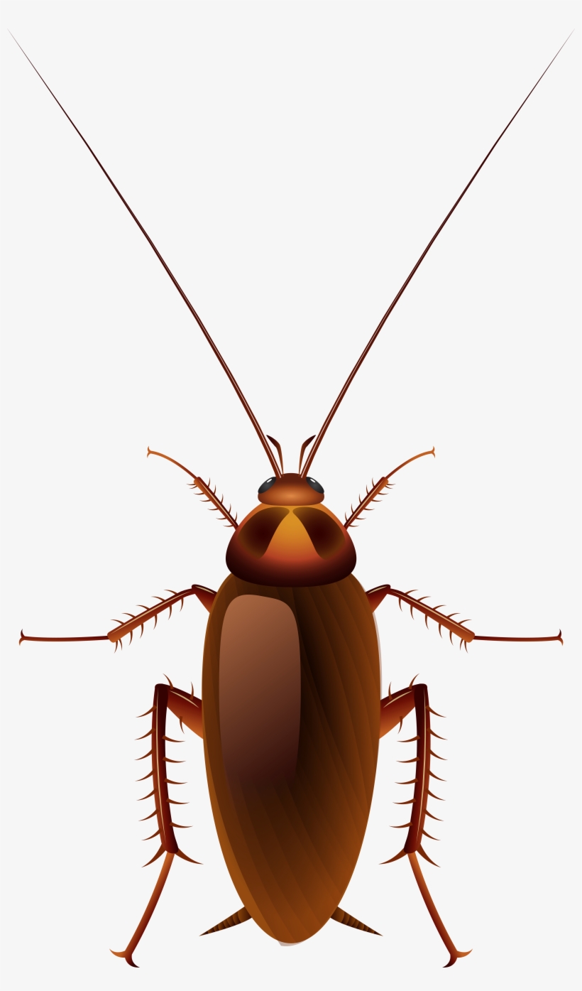 Detail Roach Transparent Nomer 27