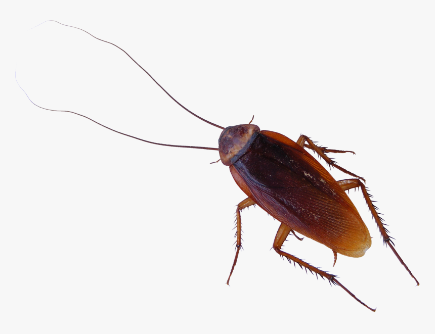 Detail Roach Transparent Nomer 3