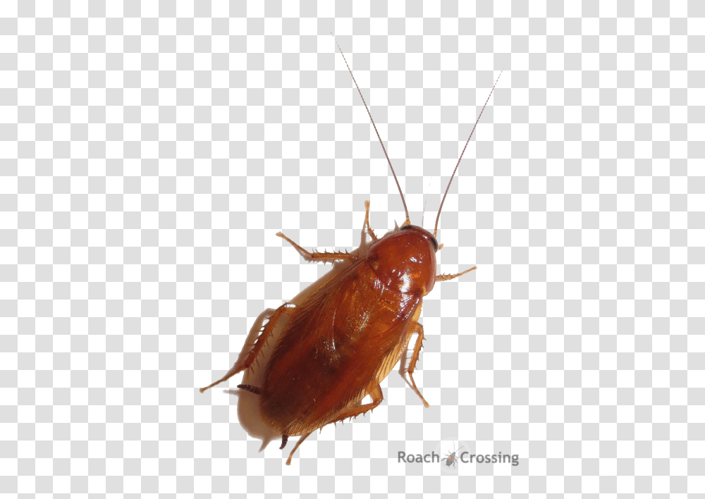 Detail Roach Transparent Nomer 29