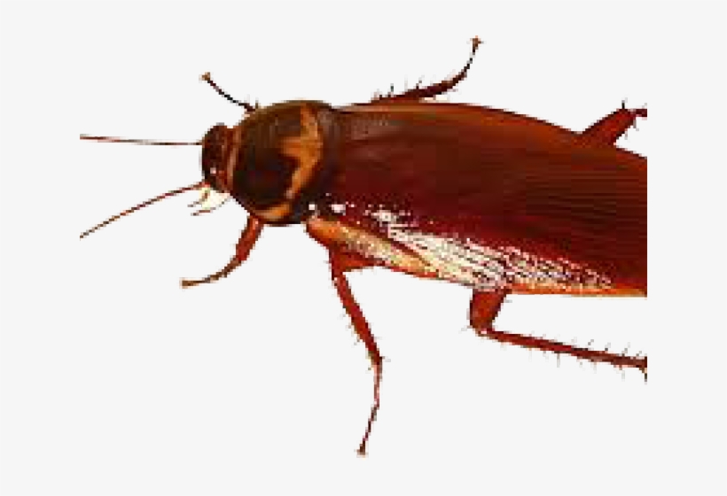 Detail Roach Transparent Nomer 30