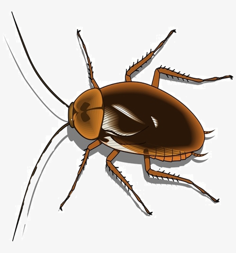 Detail Roach Transparent Nomer 31