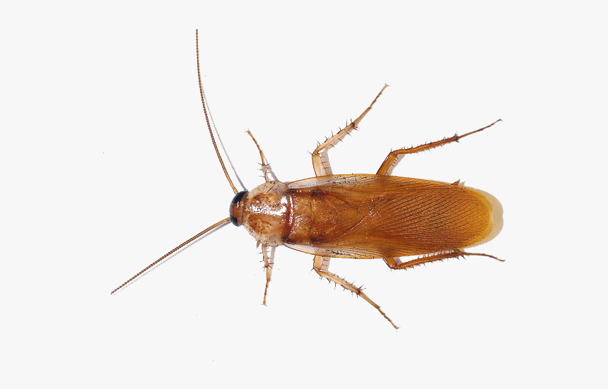 Detail Roach Transparent Nomer 32