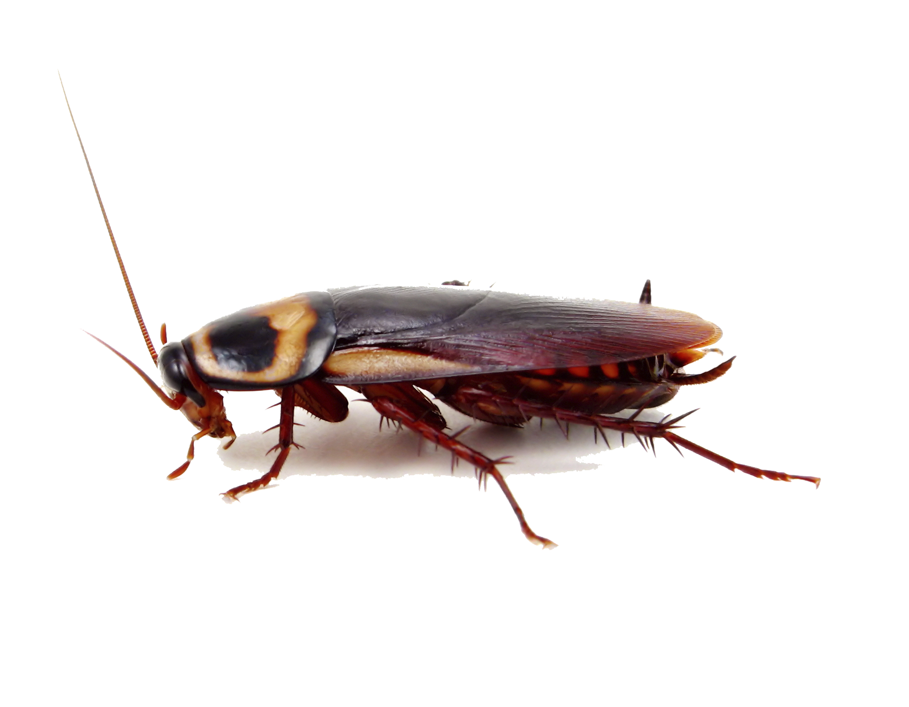 Detail Roach Transparent Nomer 33