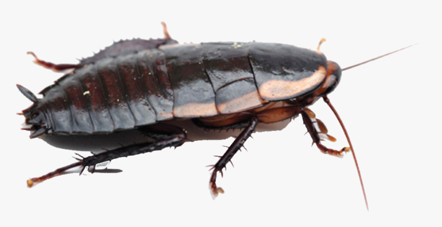 Detail Roach Transparent Nomer 34