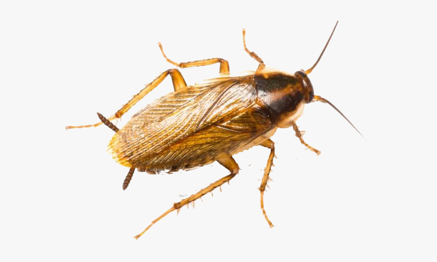 Detail Roach Transparent Nomer 37