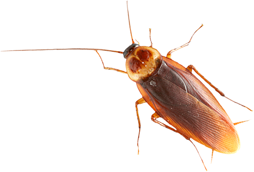 Detail Roach Transparent Nomer 4