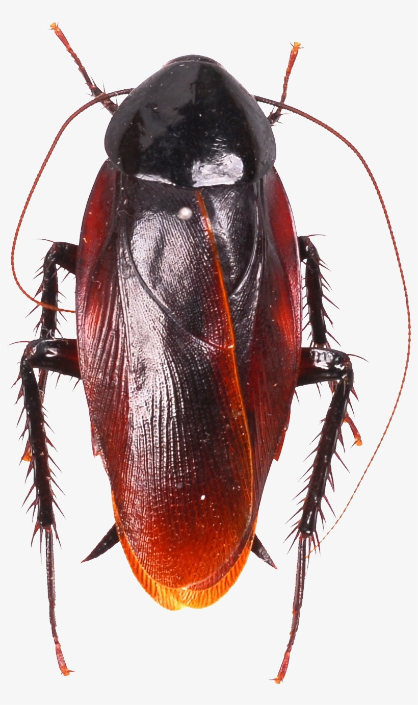 Detail Roach Transparent Nomer 39