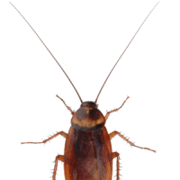 Detail Roach Transparent Nomer 40