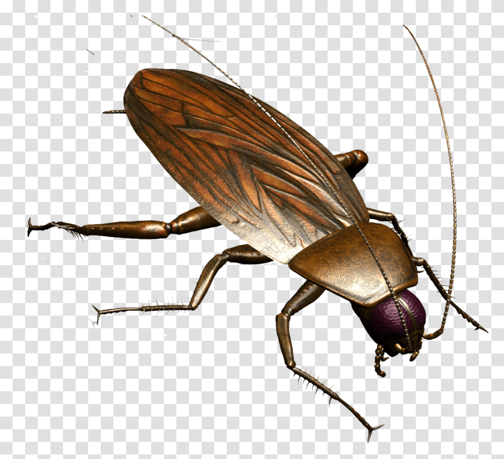 Detail Roach Transparent Nomer 41