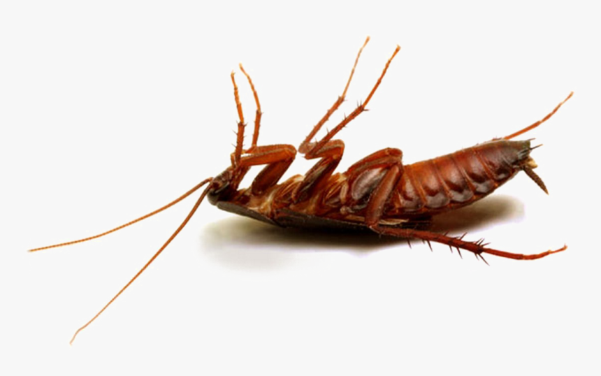 Detail Roach Transparent Nomer 42
