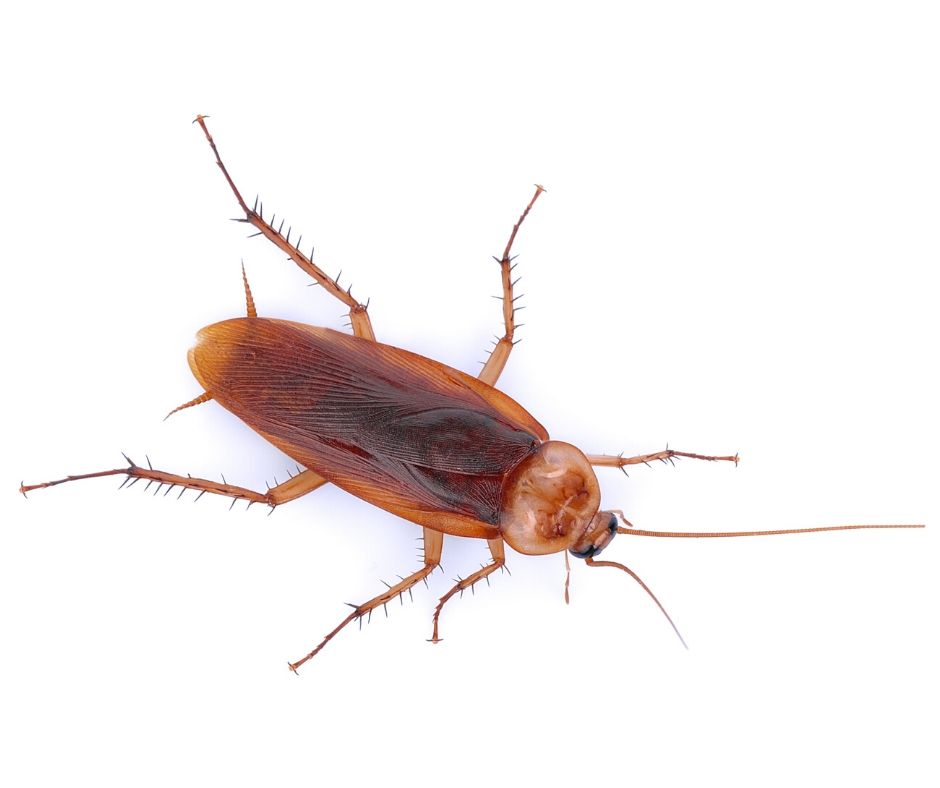 Detail Roach Transparent Nomer 43