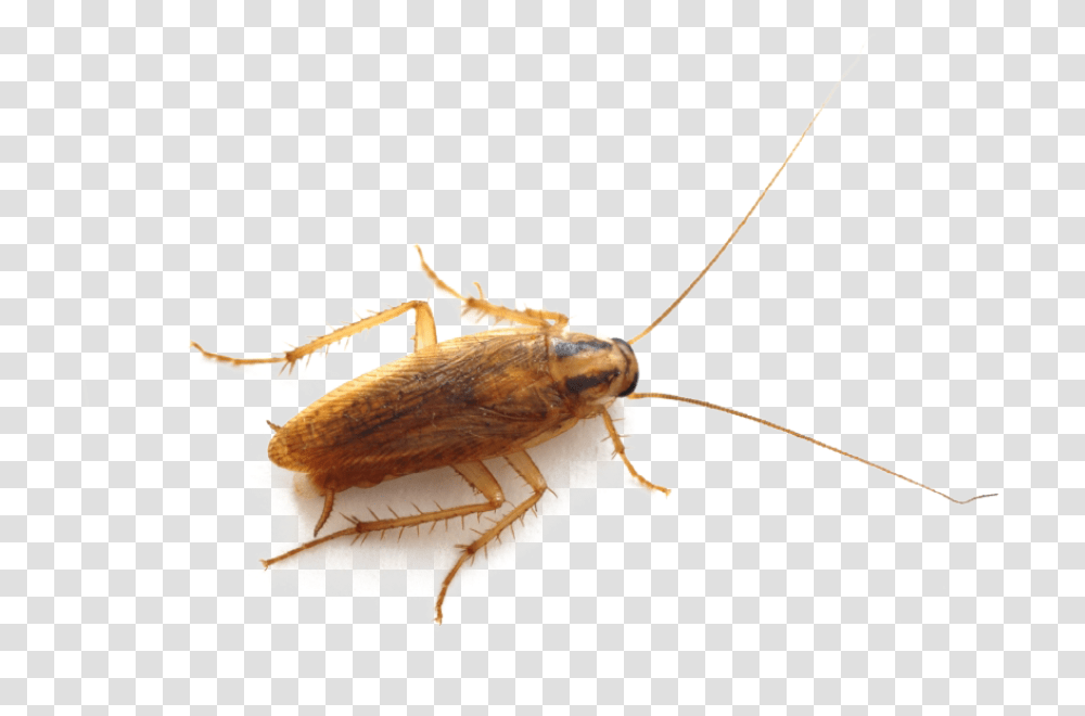 Detail Roach Transparent Nomer 44