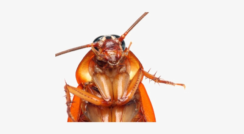 Detail Roach Transparent Nomer 46