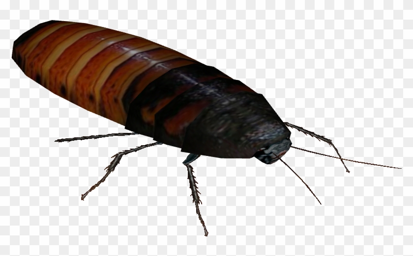 Detail Roach Transparent Nomer 47