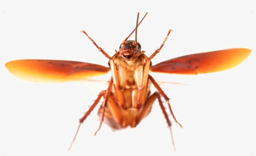 Detail Roach Transparent Nomer 48