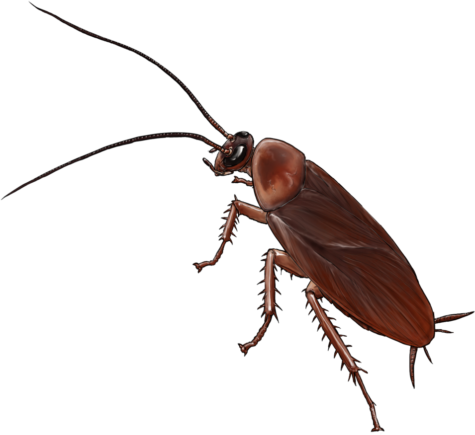 Detail Roach Transparent Nomer 49