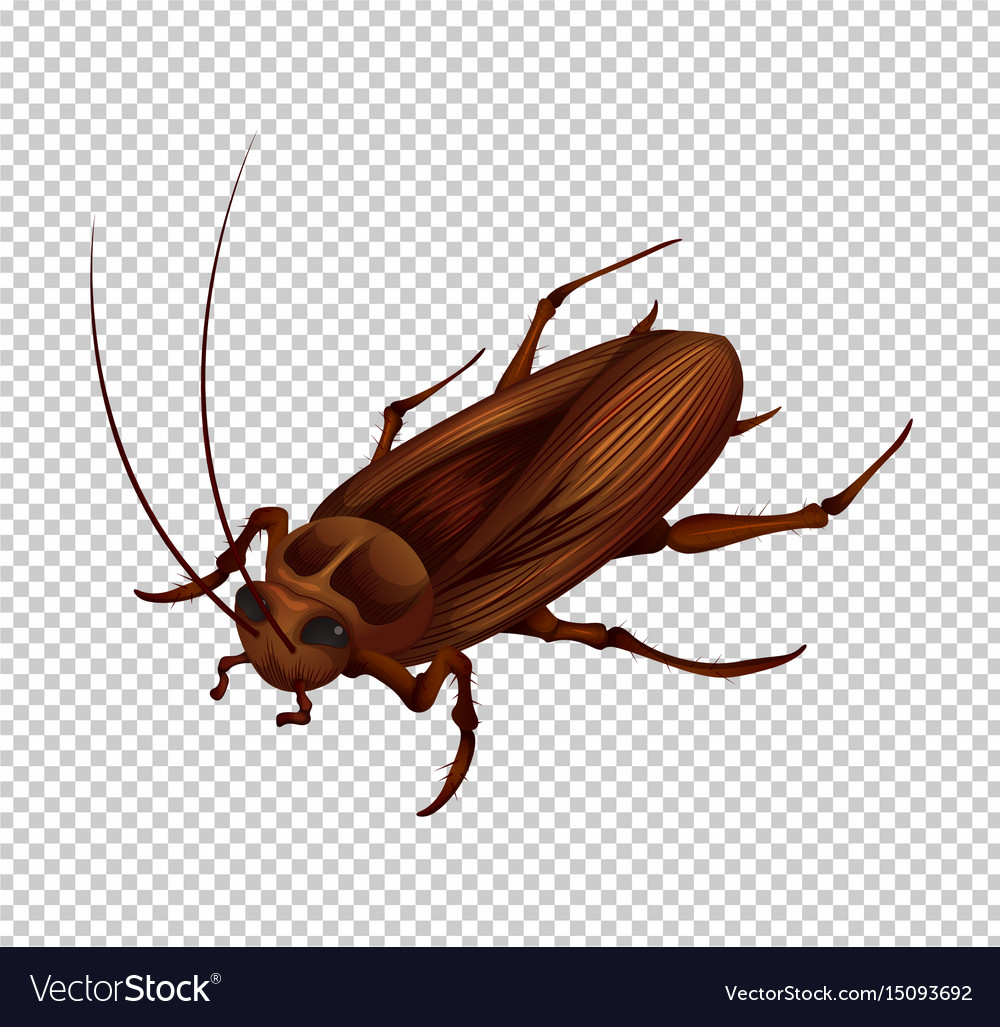 Detail Roach Transparent Nomer 50