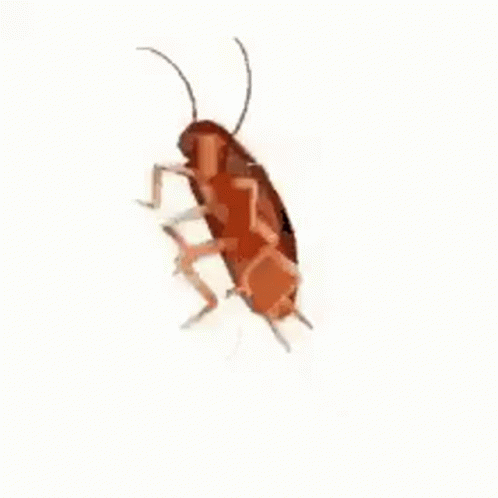 Detail Roach Transparent Nomer 51