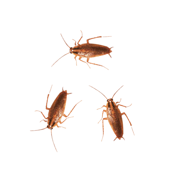 Detail Roach Transparent Nomer 52