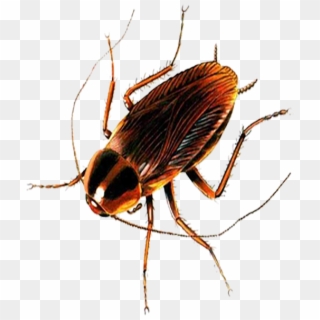 Detail Roach Transparent Nomer 53