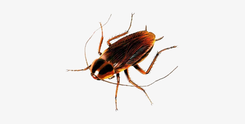 Detail Roach Transparent Nomer 54