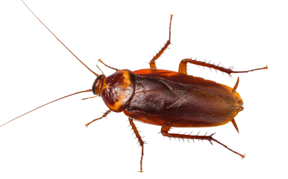 Detail Roach Transparent Nomer 6