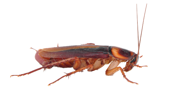 Detail Roach Transparent Nomer 8