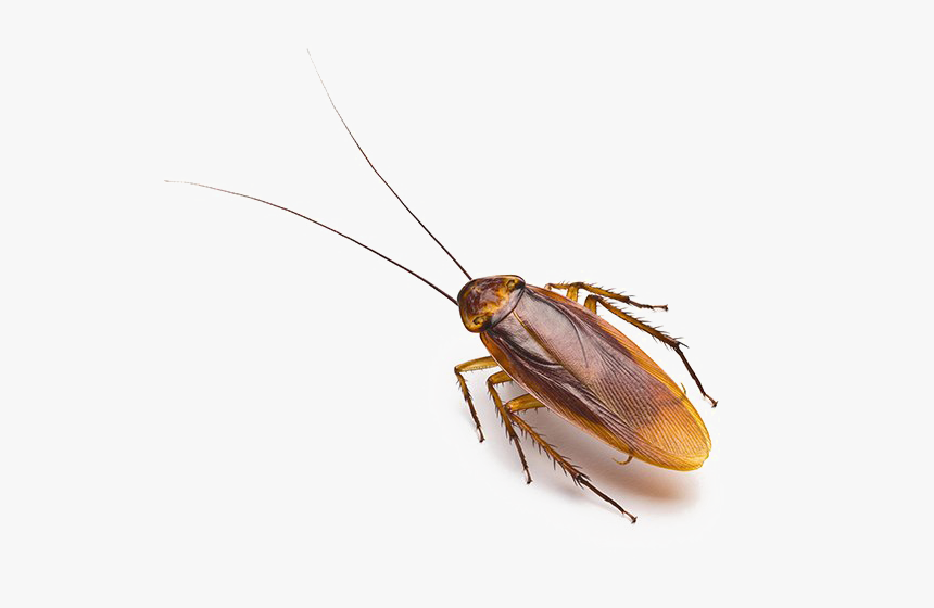 Detail Roach Transparent Nomer 9