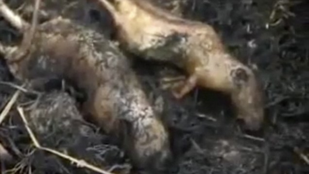 Detail Roasted Rat On A Stick Nomer 11