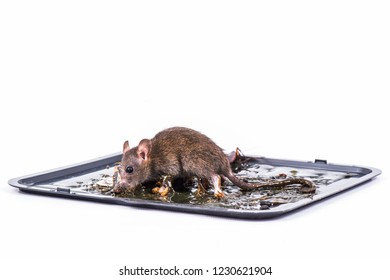 Detail Roasted Rat On A Stick Nomer 24