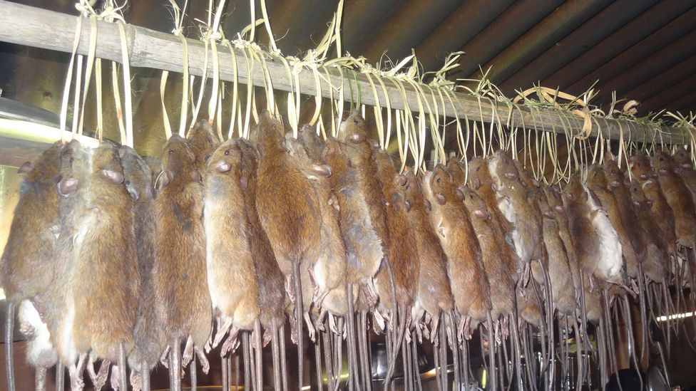 Detail Roasted Rat On A Stick Nomer 37