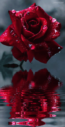 Detail Roja Flower Nomer 2