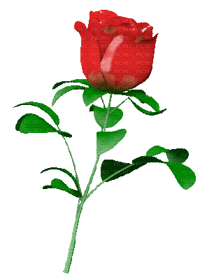 Detail Roja Flower Nomer 12